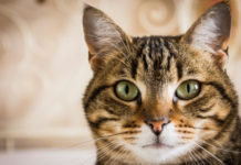 La storia del Gatto 582 0 057 La storia del Gatto